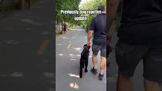 Reactive dog happy and under control ￼ Montreal Dog Trainer Family K9 Dog Training [upl. by Geanine]