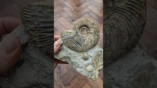 Rare Parkinsonia convergens ammonite fossil from the Inferior oolite fossiliferous [upl. by Magocsi]