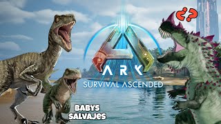 ARK ASCENDED todo lo nuevo del juego BEBÉS DINOS SALVAJES SEGUIR RUTAS DINOS ETC lavelociblue [upl. by Euqina]