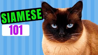 Siamese Cat 101  Watch Before Getting One  Everything About Siamese Cats [upl. by Latsryc379]