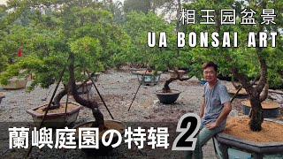 羅漢松蘭嶼庭院の特輯 2Podocarpus Costalis Courtyard 2 [upl. by Osher]