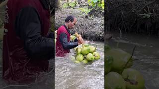 Coconut Havesting amp Perfect Coconut Cutting Fruits Cutting Skill [upl. by Trin78]