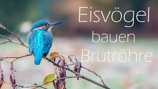 Der Eisvogel  Bau der Brutröhre 4K [upl. by Nixon]