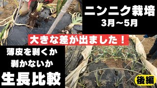 植え付け時に薄皮を剥いた場合と剥かない場合の生長比較！【後編】【ニンニク】【収穫】2024年3月4日 3月23日 3月31日 4月21日 5月6日 5月19日 [upl. by Niletak725]