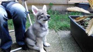 Saarloos Wolfdog Puppy 9 weeks [upl. by Deidre]