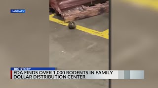 1000 rodents found in Family Dollar stores [upl. by Pillow]