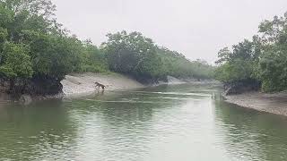 Sundarban Tiger Live Video [upl. by Atilrep]