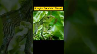 Bunglon Surai dan Biawak  Bronchocela jubata [upl. by Corvin828]