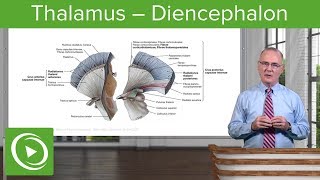 Thalamus – Diencephalon  Lecturio [upl. by Leo]