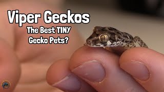 How to Take Care of a Viper Gecko  General Care Guide 🦎 [upl. by Hilda27]