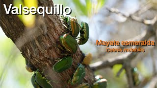 Valsequillo Mayate esmeralda Cotinis mutabilis [upl. by Anwat]