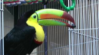 Pogo The Keelbilled Toucan [upl. by Heall711]