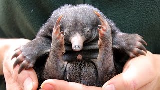 Tiny Echidna Babies Open Their Eyes ZooBorns [upl. by Dilks]