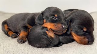 Dachshund puppies from 0 to 4 weeks old [upl. by Ecirtam723]