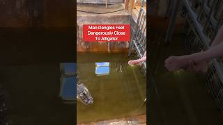 Man Dangles Feet Dangerously Close To Alligator😱🦶🐊shorts alligator ator [upl. by Mohn]