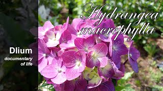 Mophead hydrangea Hydrangea macrophylla  part 3 [upl. by Nawj]