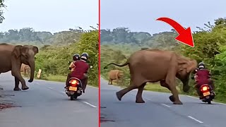 इस छोटे से पक्षी ने तो आदमी की बजा ही डालीं 😂🤣ll Wild Animal amazing and funny encounters [upl. by Chelsea465]