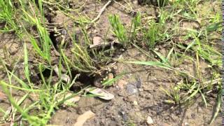 Running Natterjack toad [upl. by Notyap]