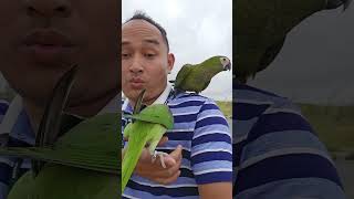 Free Fly Red Belly parrot viralvideo birds trending shorts parrot reels youtubeshorts [upl. by Mikael244]