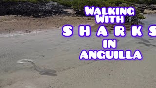 Walking Amongst Sharks in Anguilla Iamstephon [upl. by Denbrook]