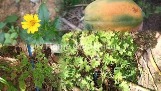 Update growth of Paneer Leaf at home garden  Series 1 [upl. by Analla]