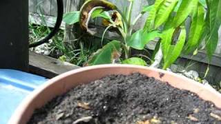 How to  Growing Papaya from Seed  South Florida [upl. by Noislla]