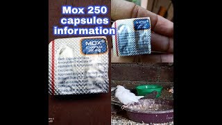 Mox 250 capsule information [upl. by Huebner]