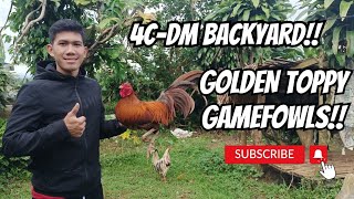 4CDM BACKYARD TOPPY GAMEFOWLS  GAMEFOWL BREEDS  GAMEFOWL BREEDERS [upl. by Kanya]