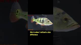 Time lapse 1 year of growth of my bass viral tropicalfish fishing [upl. by Nathalia]