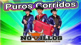 Novillos De La Sierra 2024  Grandes Exitos  Puros Corridos Mix  Las Mas Llegadoras [upl. by Mighell257]