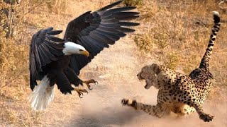 The Most Amazing Eagle Attacks Ever Caught on Camera [upl. by Ahsilrae]