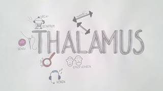 Thalamus [upl. by Enilhtak]