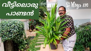 Health BenefitsCare Propagation and Uses of Pandan plantPandanus amaryllifoliusരംഭബിരിയാണിക്കൈത [upl. by Nosidda]