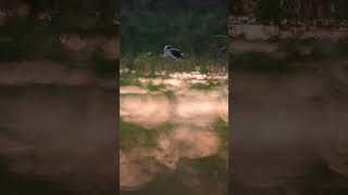 Black Winged Stilt birds shortvideo shorts sony india viralvideo photography [upl. by Taam]