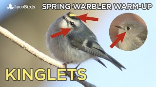 Rubycrowned amp Goldencrowned Kinglet Identification  Spring quotWarblerquot Warmup [upl. by Mcleroy]