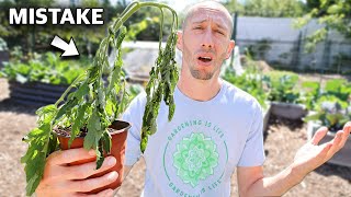 You’re Killing Your Tomatoes if You Do This 5 MISTAKES You Can’t Afford to Make Growing Tomatoes [upl. by Nnael]