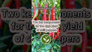 Two key components for the high yield of chili peppers shortvideo plants youtubeshorts video [upl. by Dadelos]