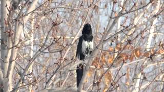 Black Billed Magpie [upl. by Karole]