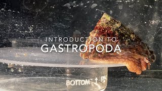 Introduction to Gastropoda [upl. by Ardnu]