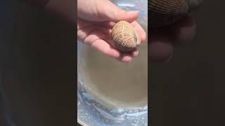 Busy Bivalves  Padre Island Life Shorts LearnwithUs STEAMfamilyfun Bivalve Clam [upl. by Ahtenek405]