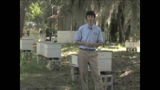 Small Hive Beetles in Honey Bee Colonies [upl. by Teena795]