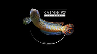 Channa Bleheri  Rainbow Snakehead [upl. by Francis816]