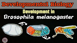 Development in Drosophila spDorsalVentral amp AnteriorPosterior axis paperpenbiology [upl. by Eyllib]