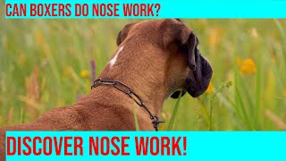 Teaching Your Boxer Nose Work Techniques amp Tips [upl. by Nerrat]