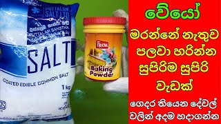 කොහොමද වේයෝ කරදරෙන් බේරෙන්නේ  how to get rid of termites permanently  How To Kill Termites [upl. by Tigram]