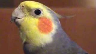 Cockatiels singing Jingle Bells songbird [upl. by Vastha]