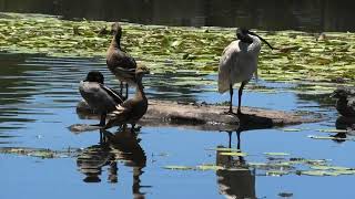 Plumed WhistlingDuck Australian Wood Duck amp Australian White Ibis [upl. by Atnohsal]