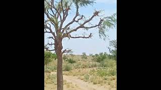 Prosopis Cineraria plants nature [upl. by Raines]