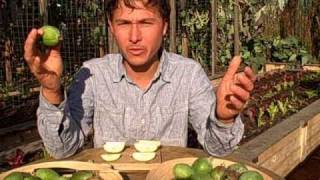 Harvesting Feijoa aka Pineapple Guava and Garden Taste Tests [upl. by Etka]