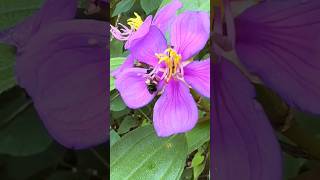 🌺🐝വണ്ട് തേൻ നുകരുന്നു Flowers bee insects nectar Melastoma malabathricum feed keralashorts [upl. by Aceissej]